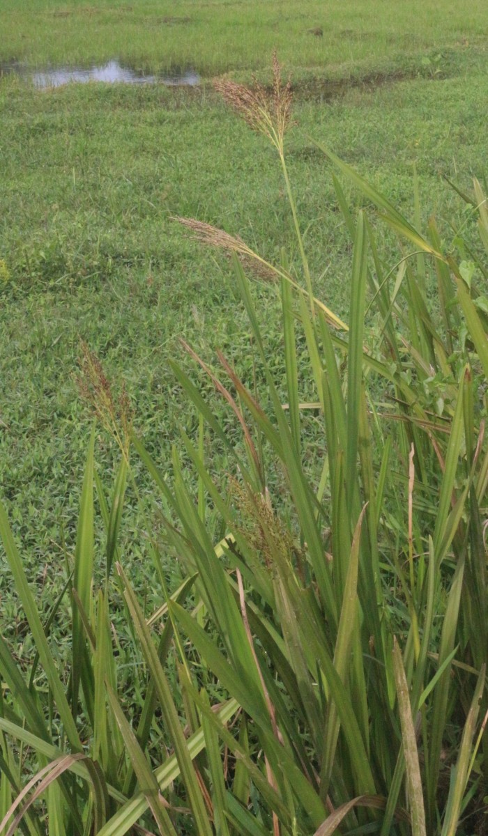 Scleria poiformis Retz.